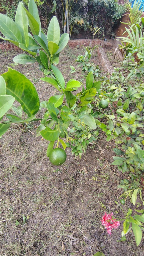 Lemon Tree in Kalbadevi Beach Guest House 