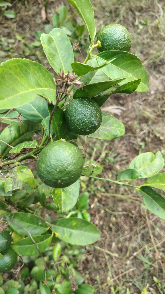 Lemon Plant in Kalbadevi Beach Guest House Ratnagiri