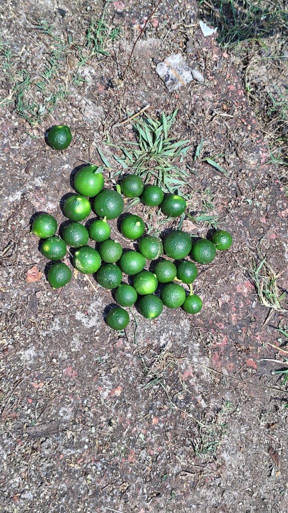 Lemons in Kalbadevi Beach Guest House Ratnagieri